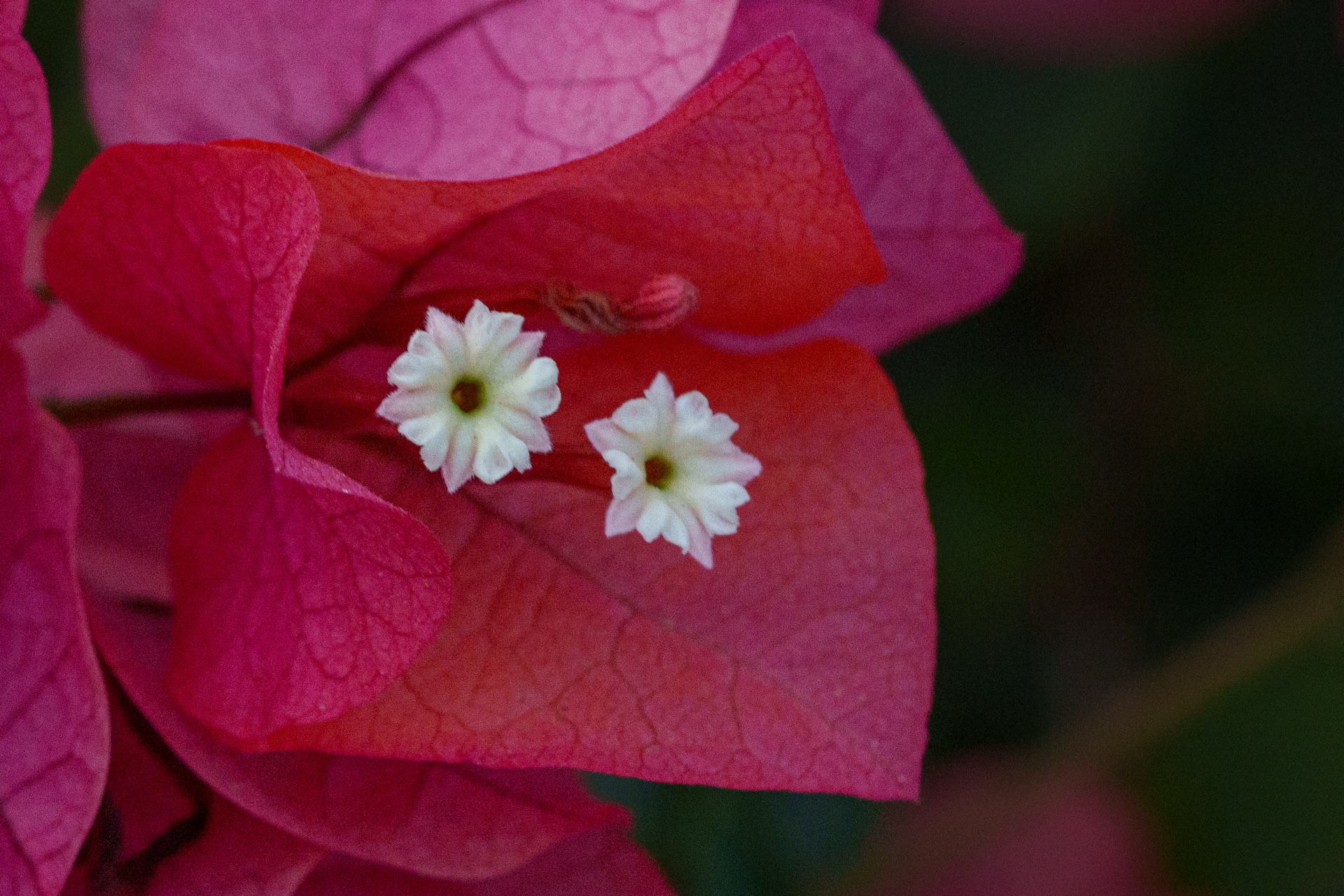 Two small white bougainvillea flowers nestled in vivid red bracts